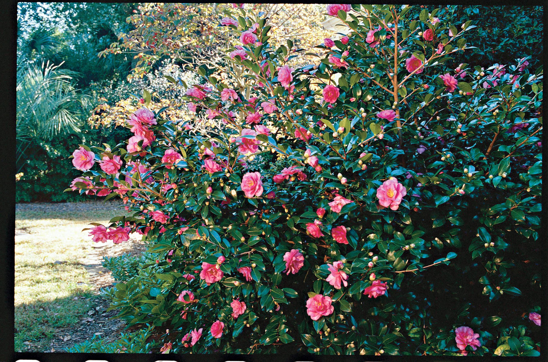 Caption: Vibrant Camellia Sasanqua Blooming In The Garden Wallpaper