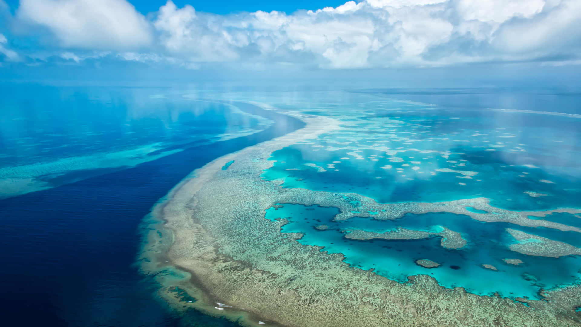 Caption: "vibrant Coral Reef Ecosystem"