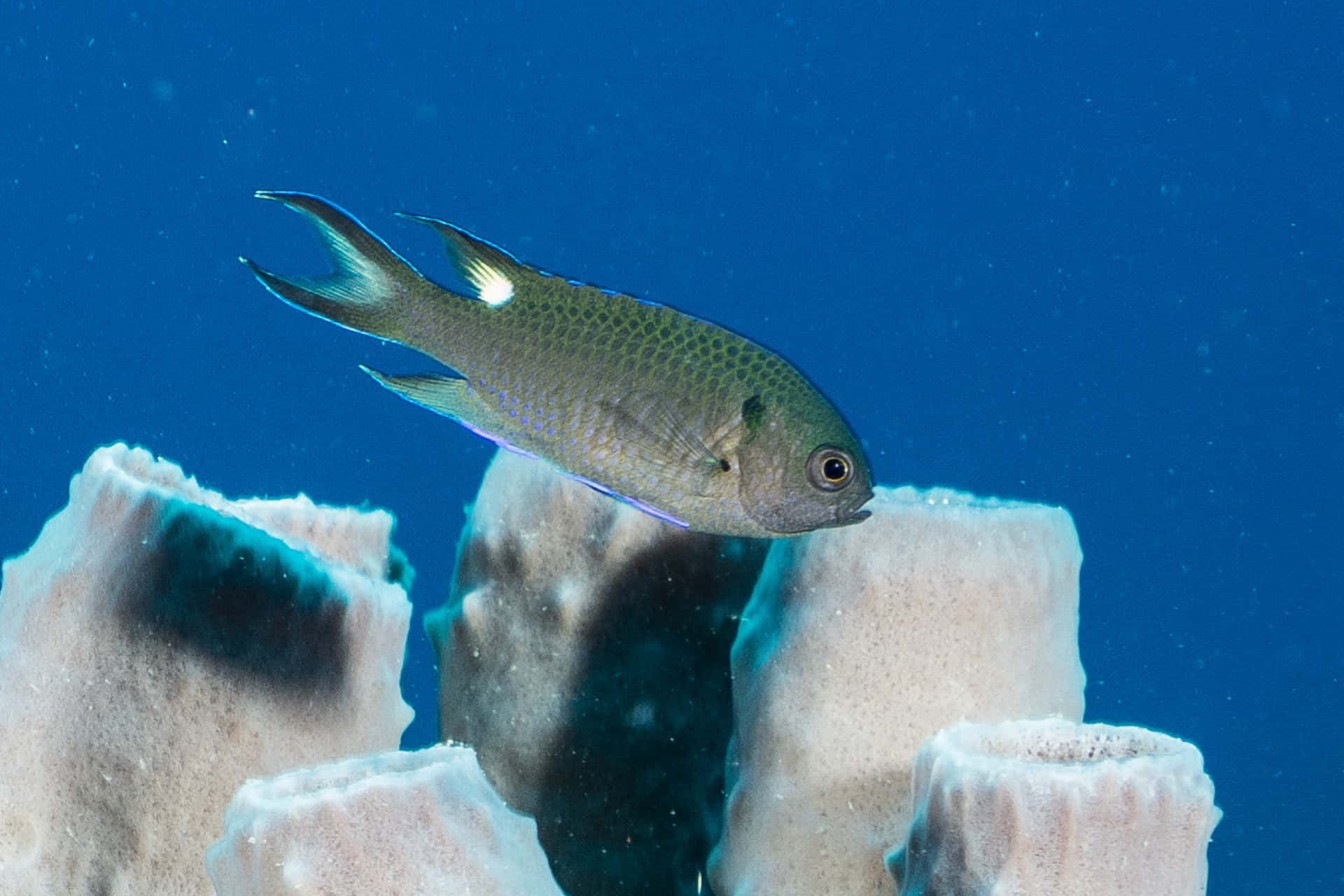 Caption: Vibrant Damselfish Swimming In Crystal Clear Waters Wallpaper