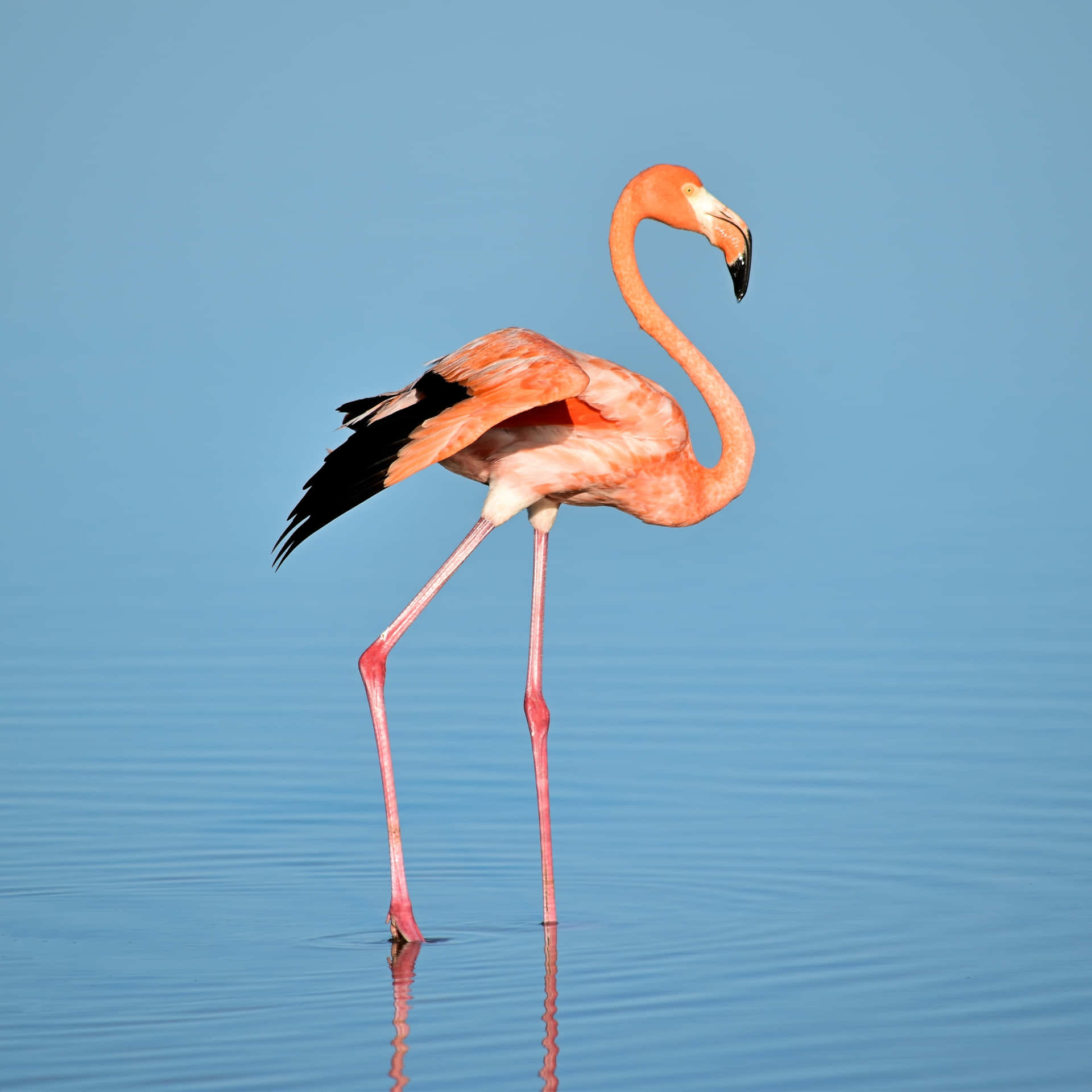 Caption: Vibrant Gathering Of Flamingos