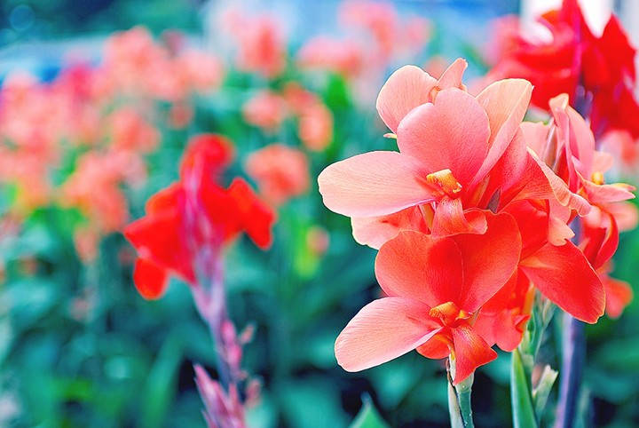Caption: Vibrant Gladiolus Flowers In Full Bloom Wallpaper