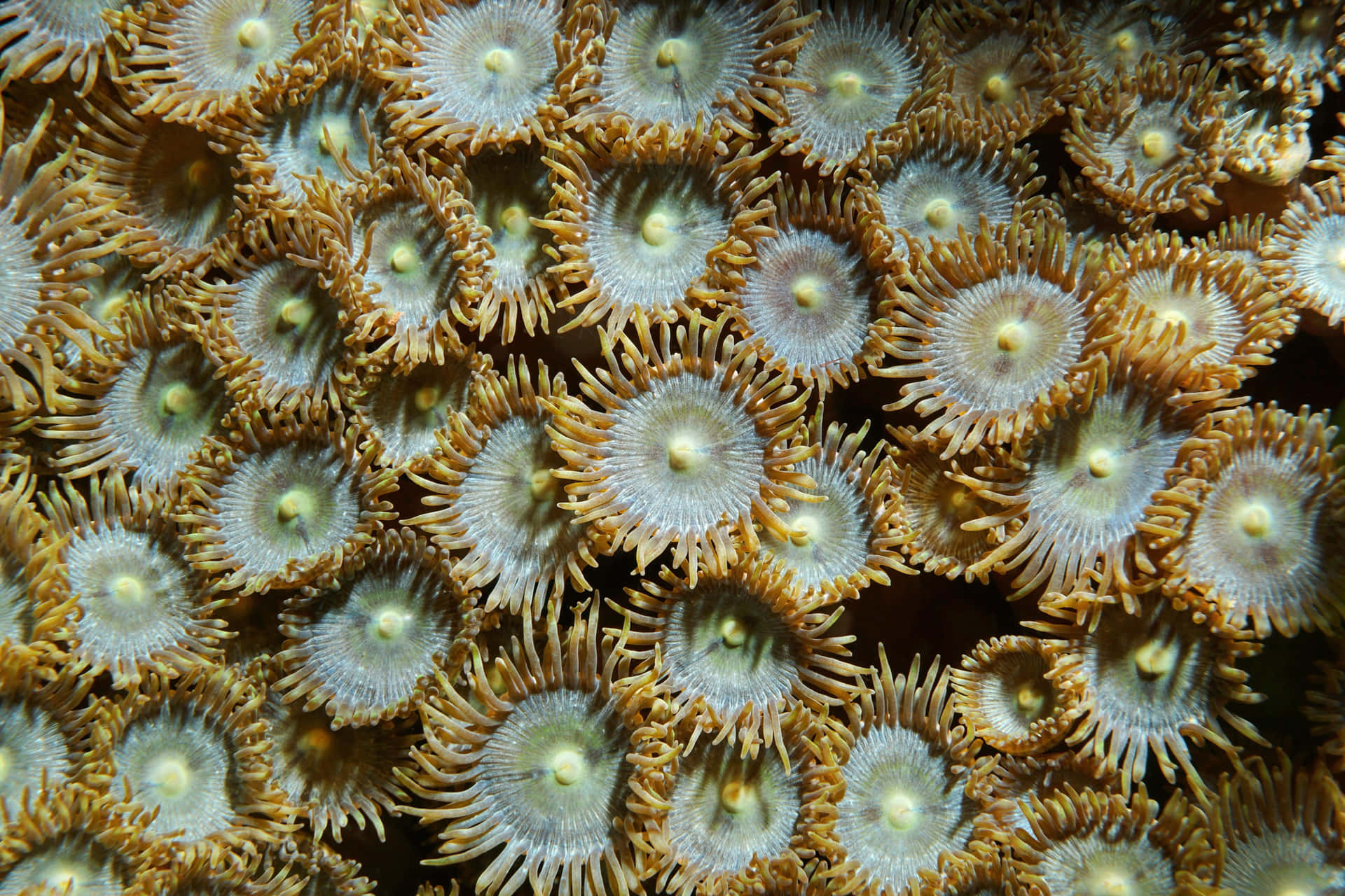 Caption: Vibrant Macro Of Colorful Zoanthid Coral Underwater Wallpaper