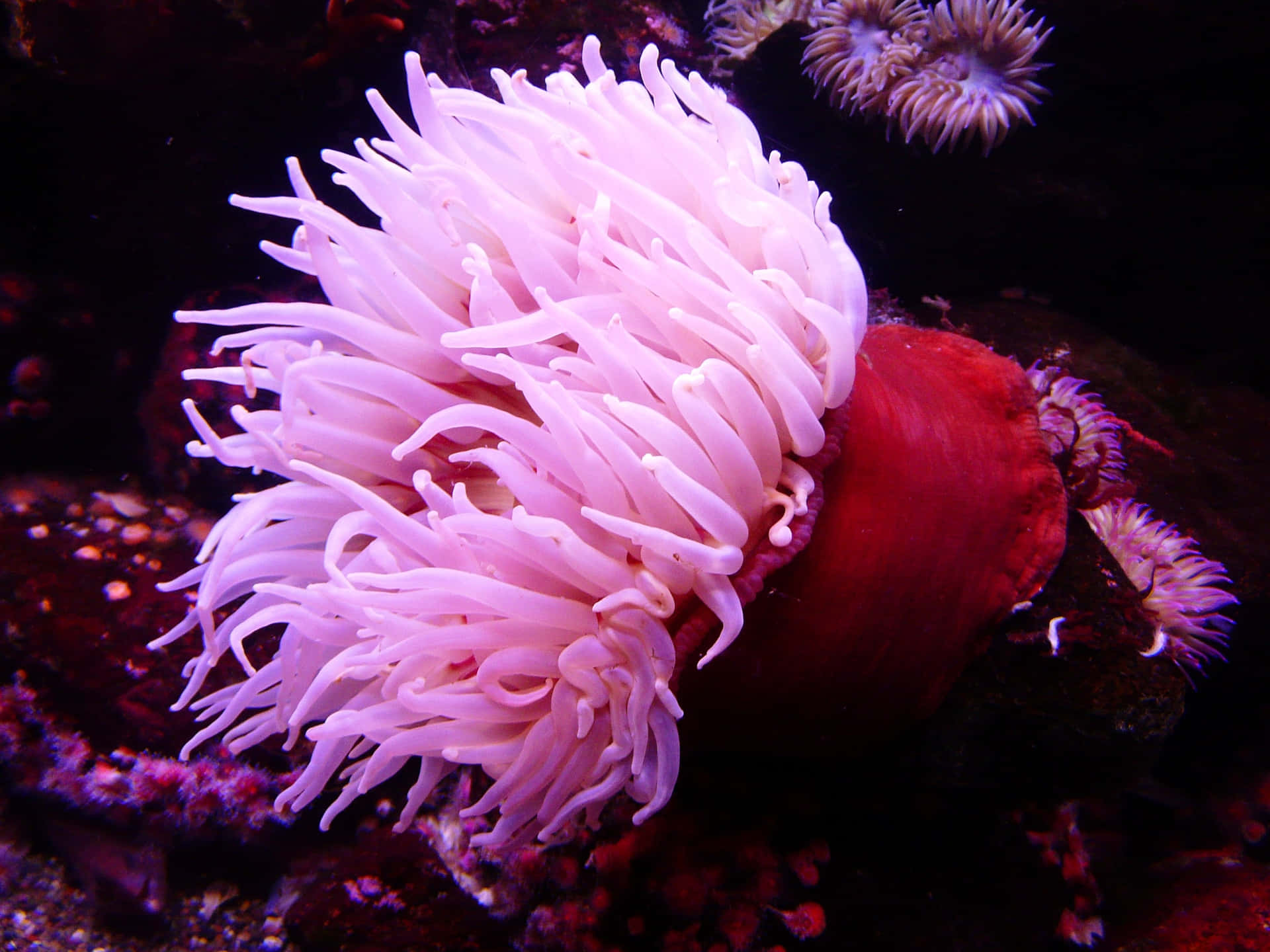 Caption: Vibrant Undersea Life - Close-up Of A Beautiful Sea Anemone Wallpaper