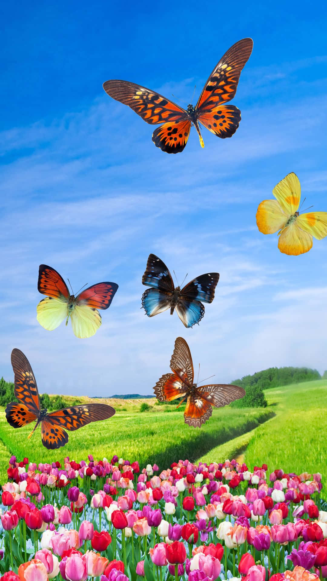 Caption: "vivid Spring Butterflies Dancing In The Sunlight" Wallpaper