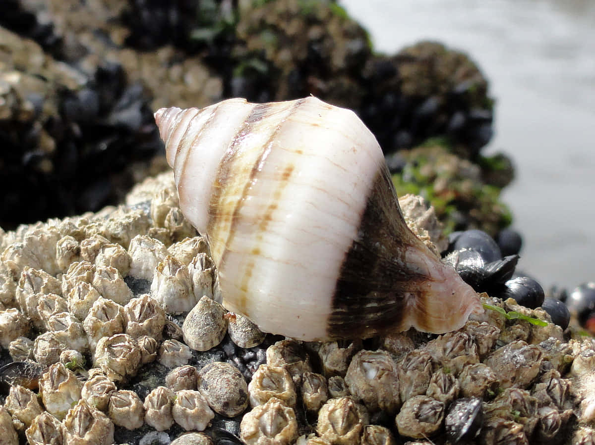 Caption: Whelk Shell On A Sandy Beach Wallpaper