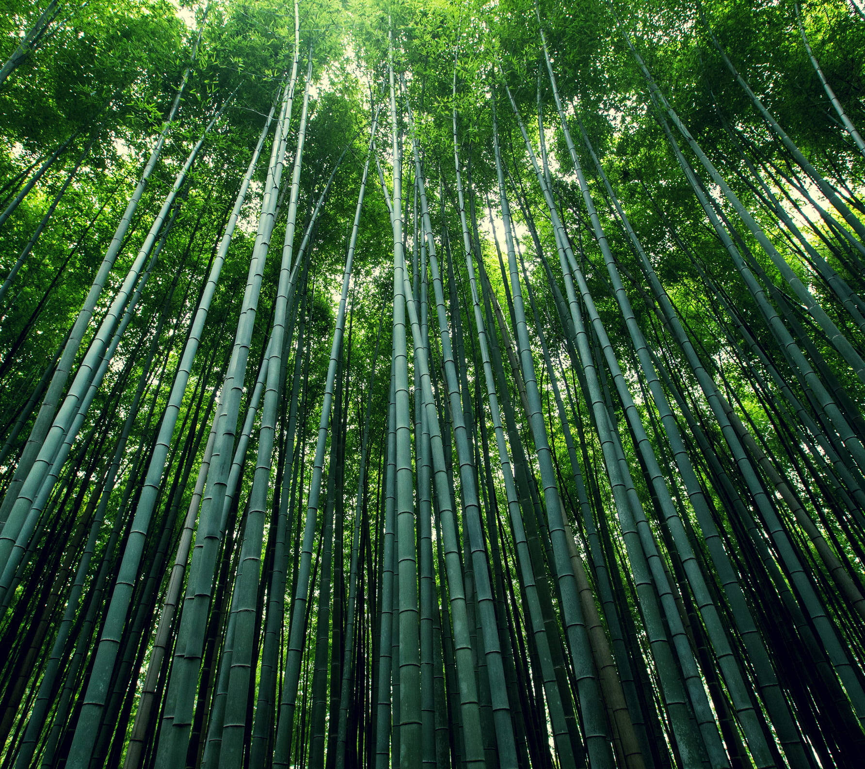Captivating And Serene Bamboo Forest Iphone Wallpaper Wallpaper