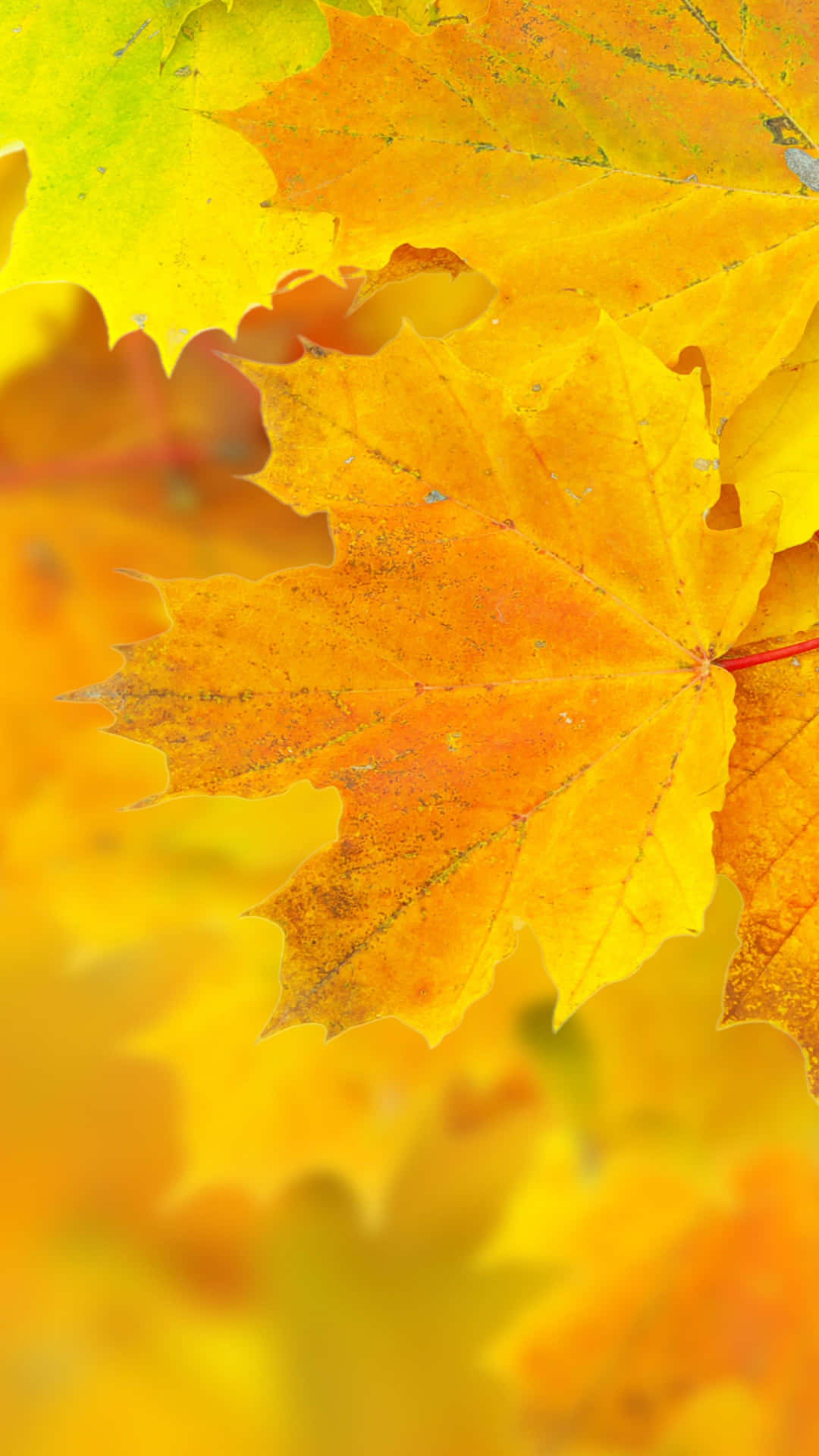 Captivating Autumn Scenery Wallpaper