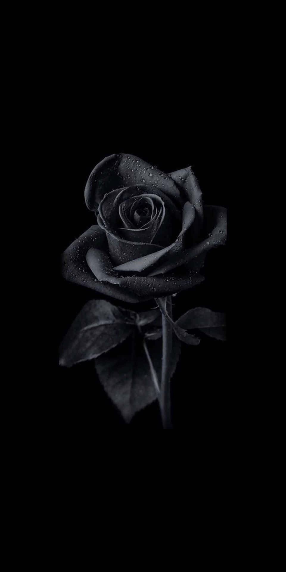 Captivating Beauty Of A Black Rose