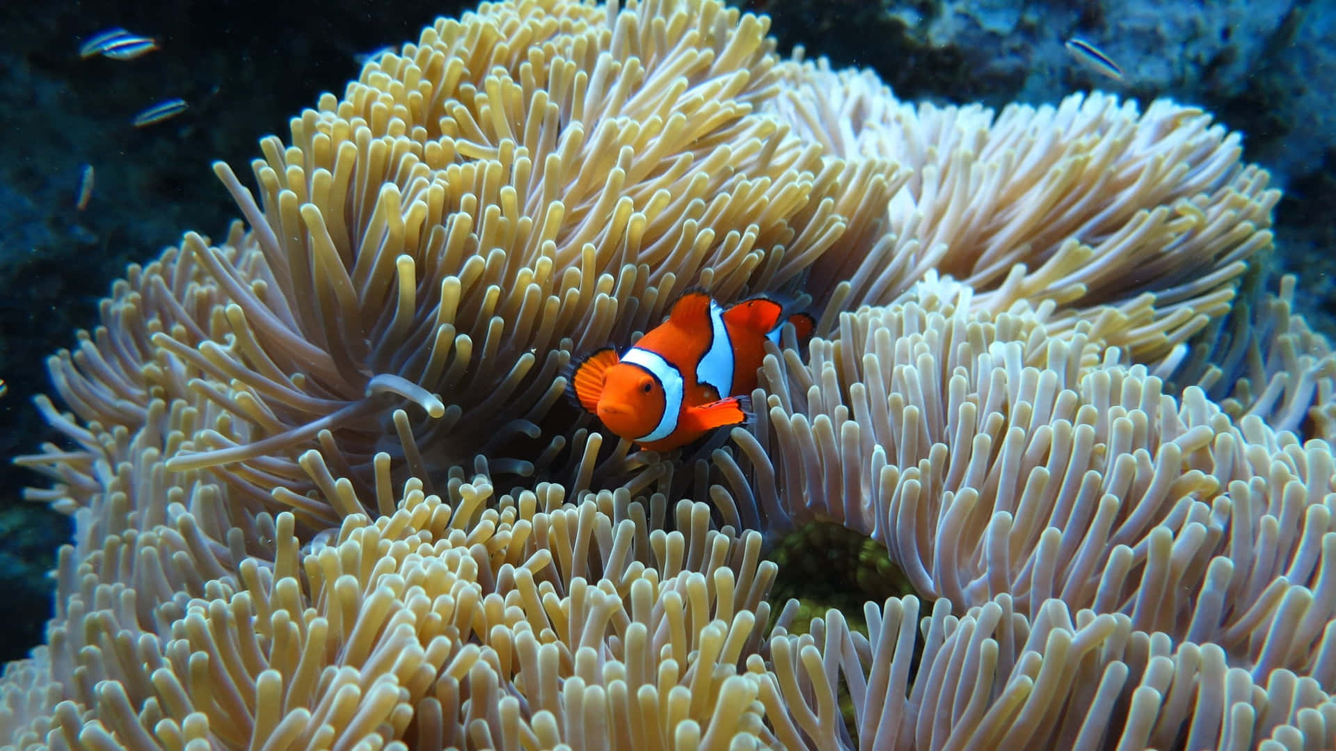 Captivating Beauty Of A Clownfish Wallpaper