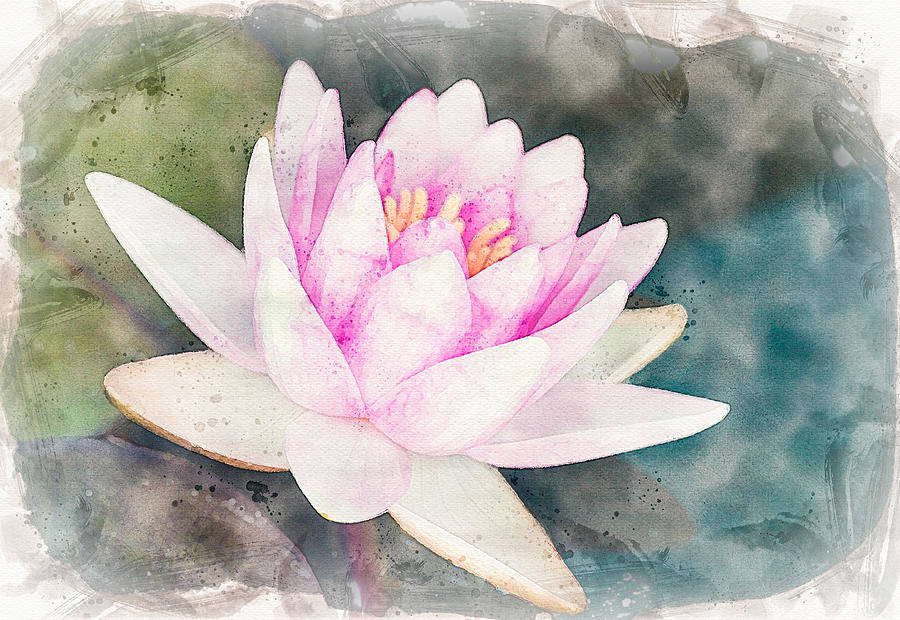 Captivating Beauty Of A Water Lily Wallpaper