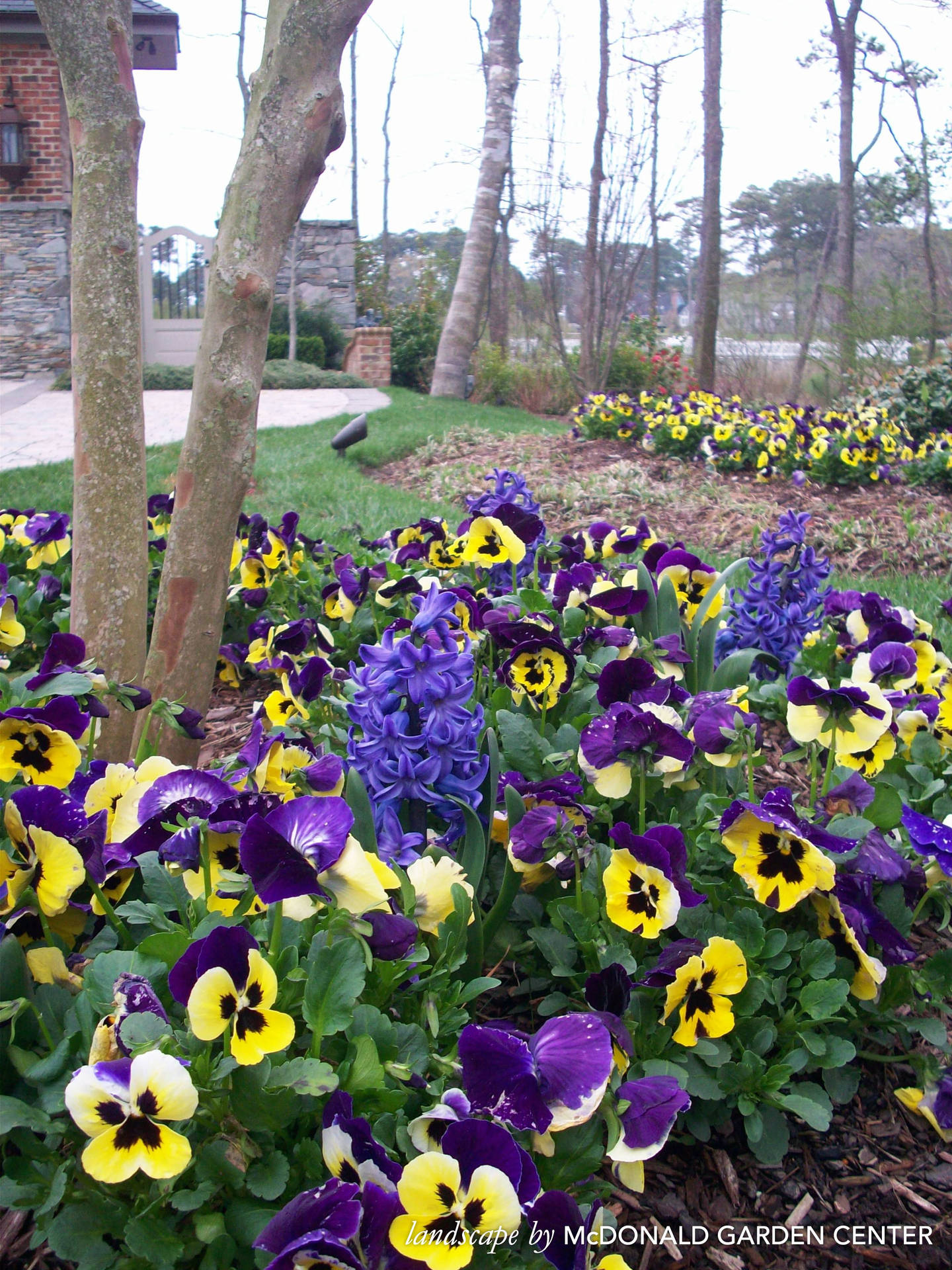 Captivating Beauty Of Blooming Pansies Wallpaper