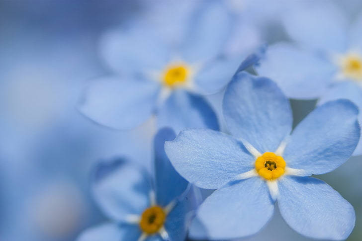 Captivating Beauty Of Forget Me Not Flowers Wallpaper