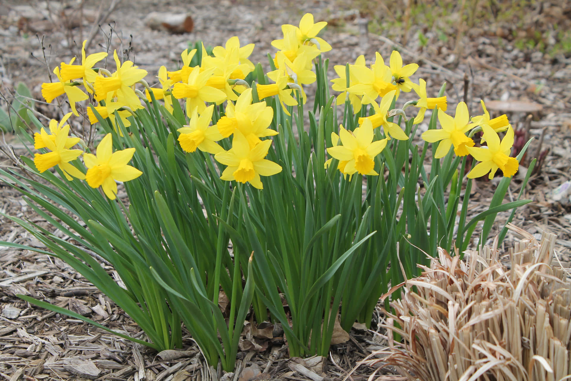 Captivating Beauty Of Spring's Dazzling Daffodils