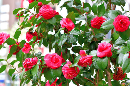 Captivating Bloom Of Camellia Sasanqua Wallpaper