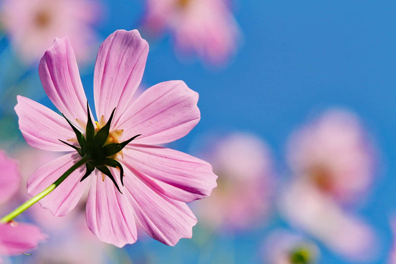 Captivating Blooming Flower Close-up Wallpaper