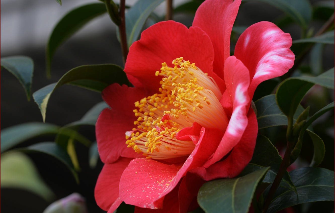Captivating Camellia Sasanqua In Full Blossom Wallpaper