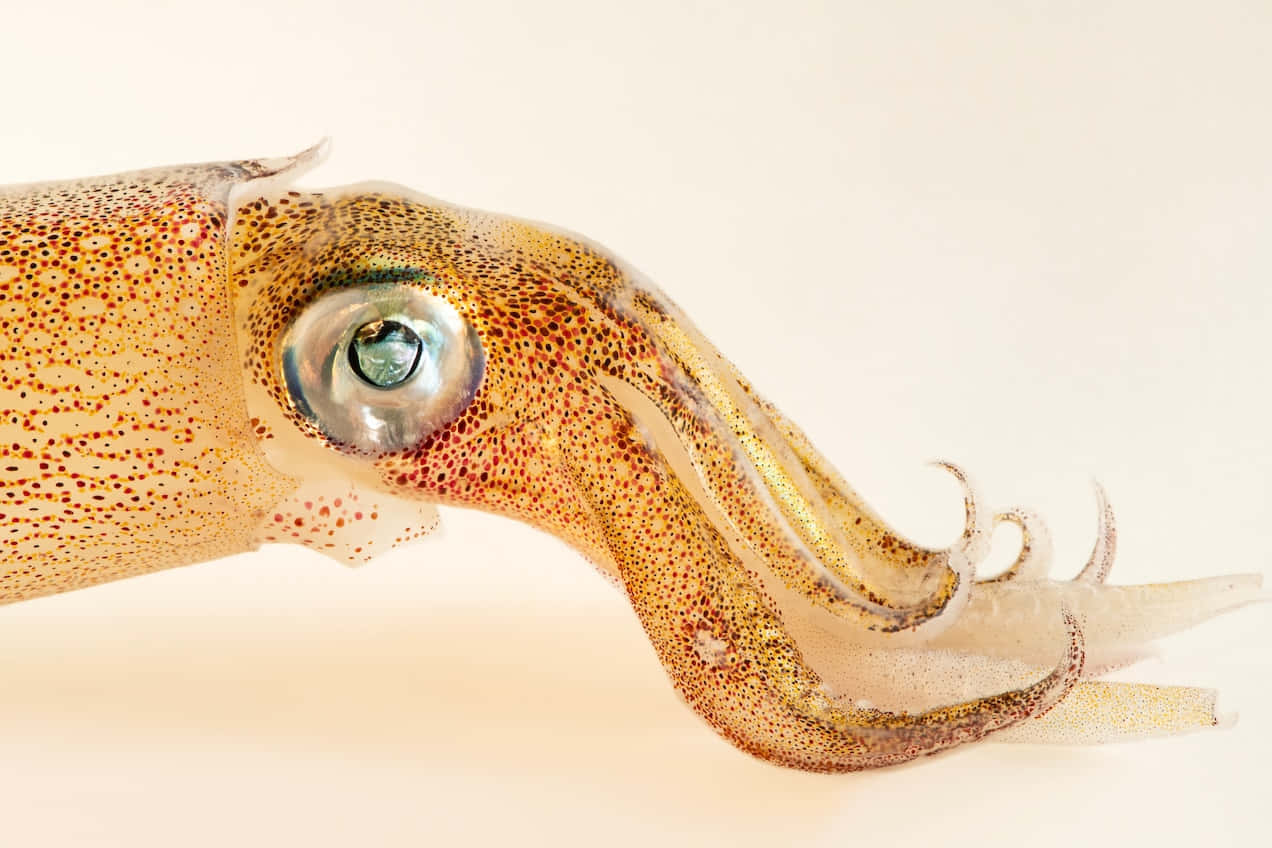 Captivating Cephalopod In Deep Blue Sea Wallpaper