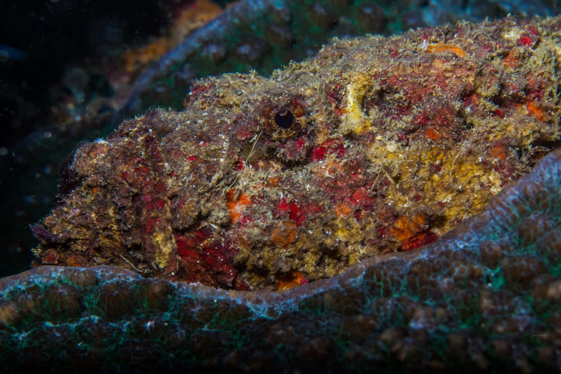 Captivating Close-up Of A Stonefish Wallpaper