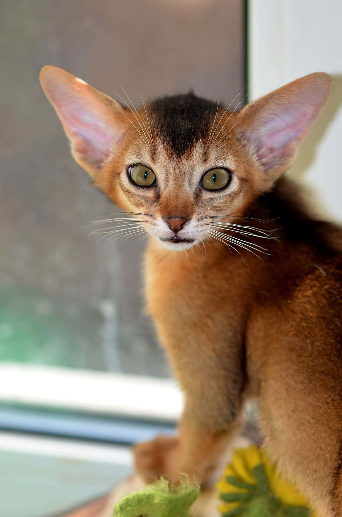 Captivating Close-up Of An Abyssinian Cat Wallpaper
