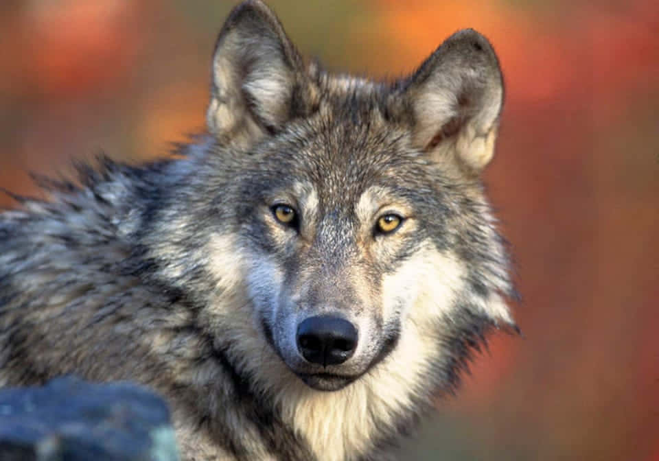 Captivating Close-up Of Piercing Wolf Eyes Wallpaper