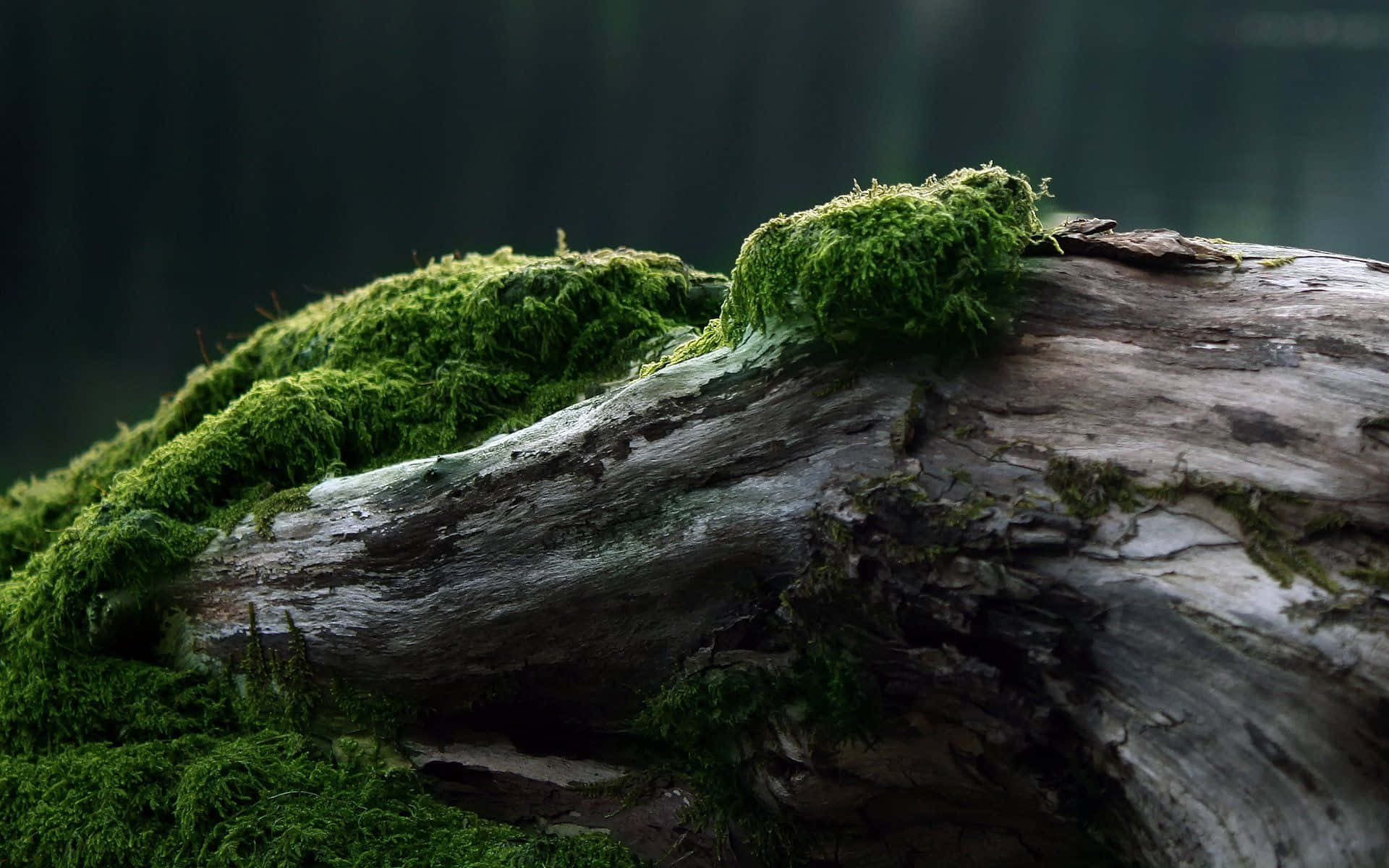 Captivating Close-up Of Vibrant Green Moss
