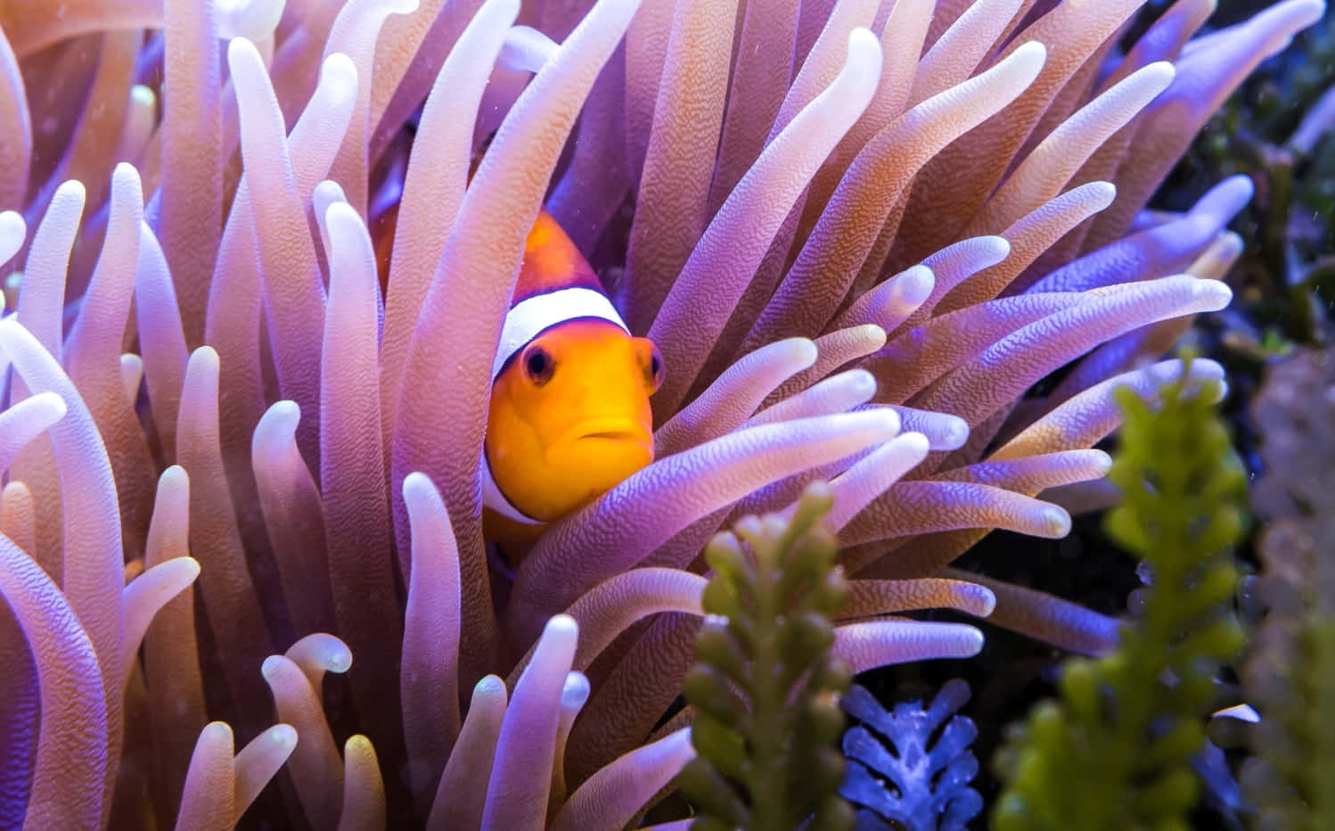 Captivating Clownfish Dancing In Coral Reefs Wallpaper