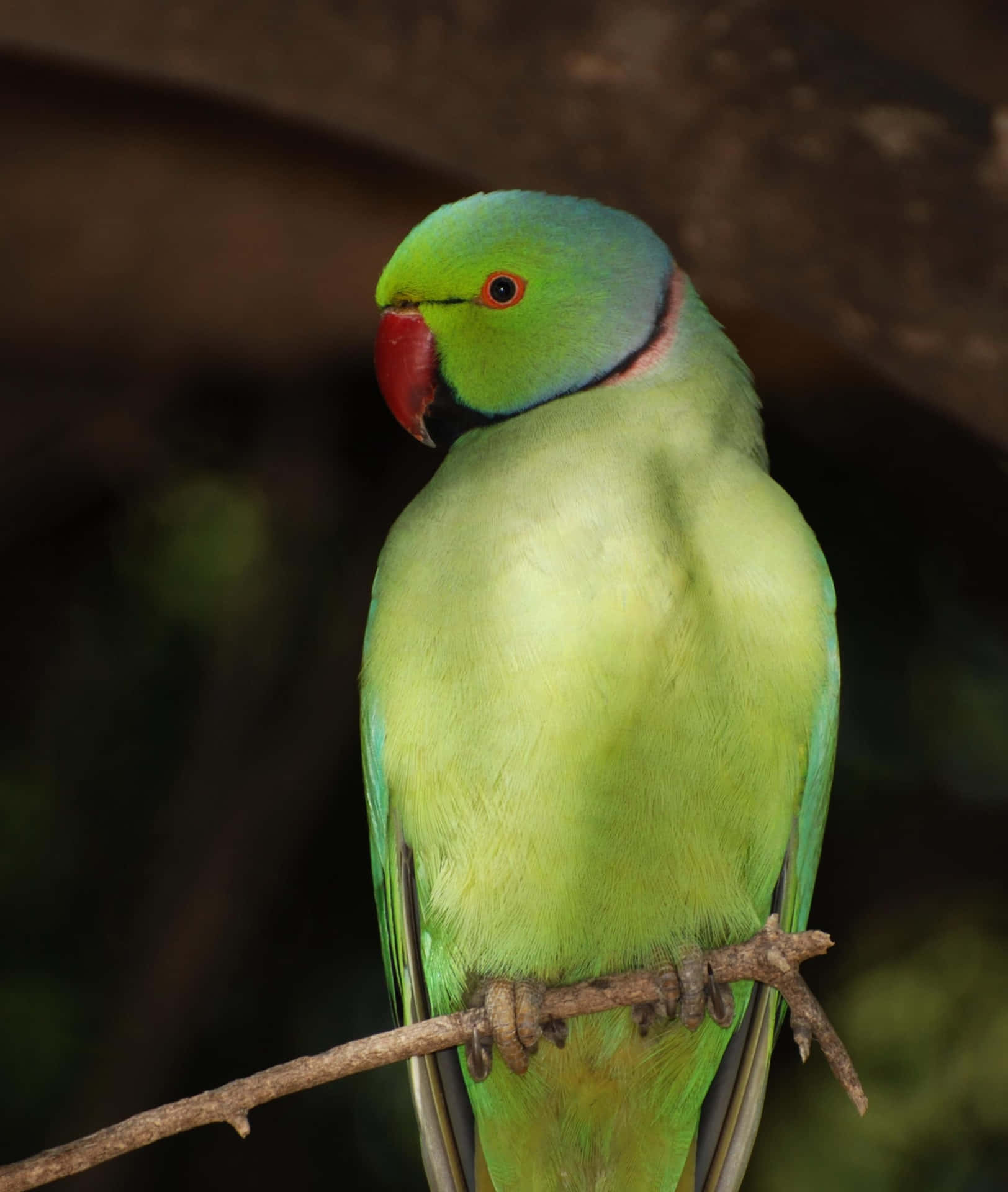 Captivating Colors Of Nature, Parrot Perched Against Green Background