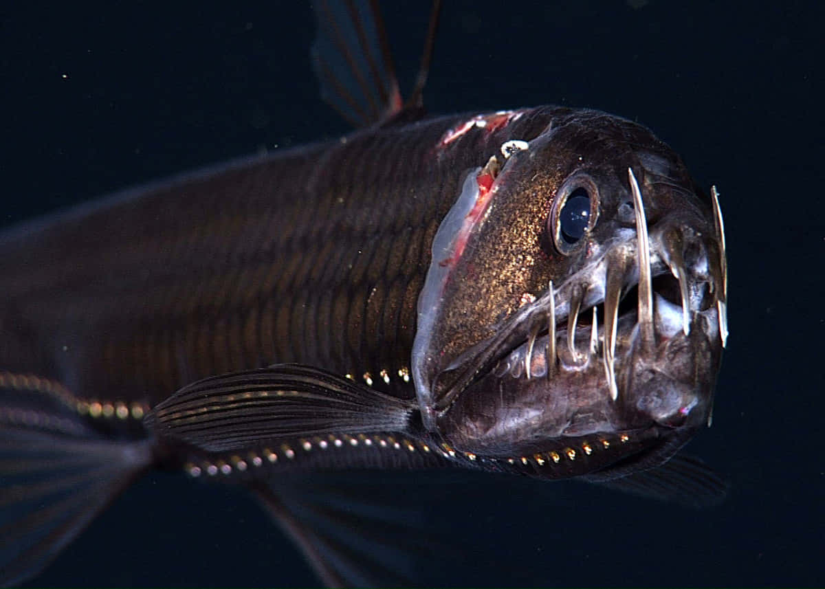 Captivating Deep Sea Viperfish In Its Natural Habitat Wallpaper