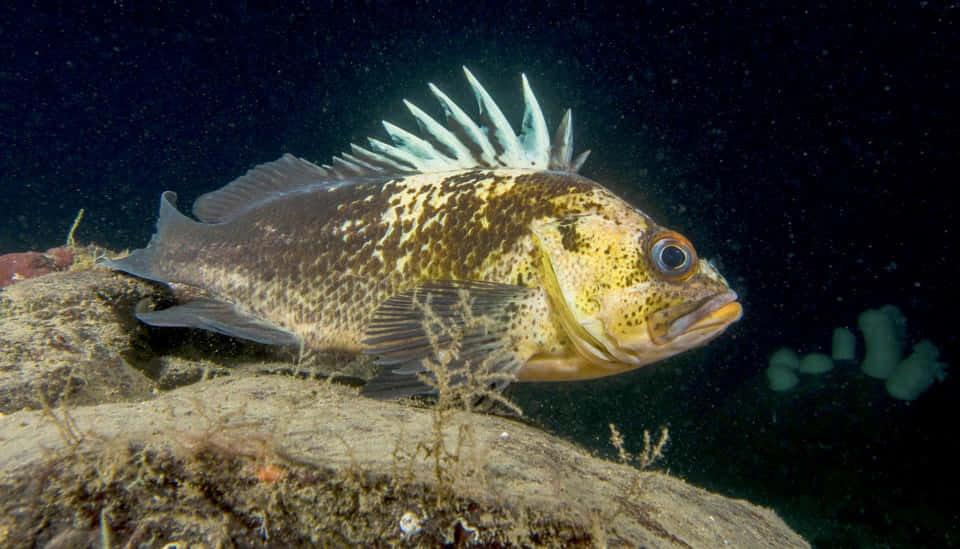 Captivating Depth - A Mesmerizing Quillback Rockfish Wallpaper