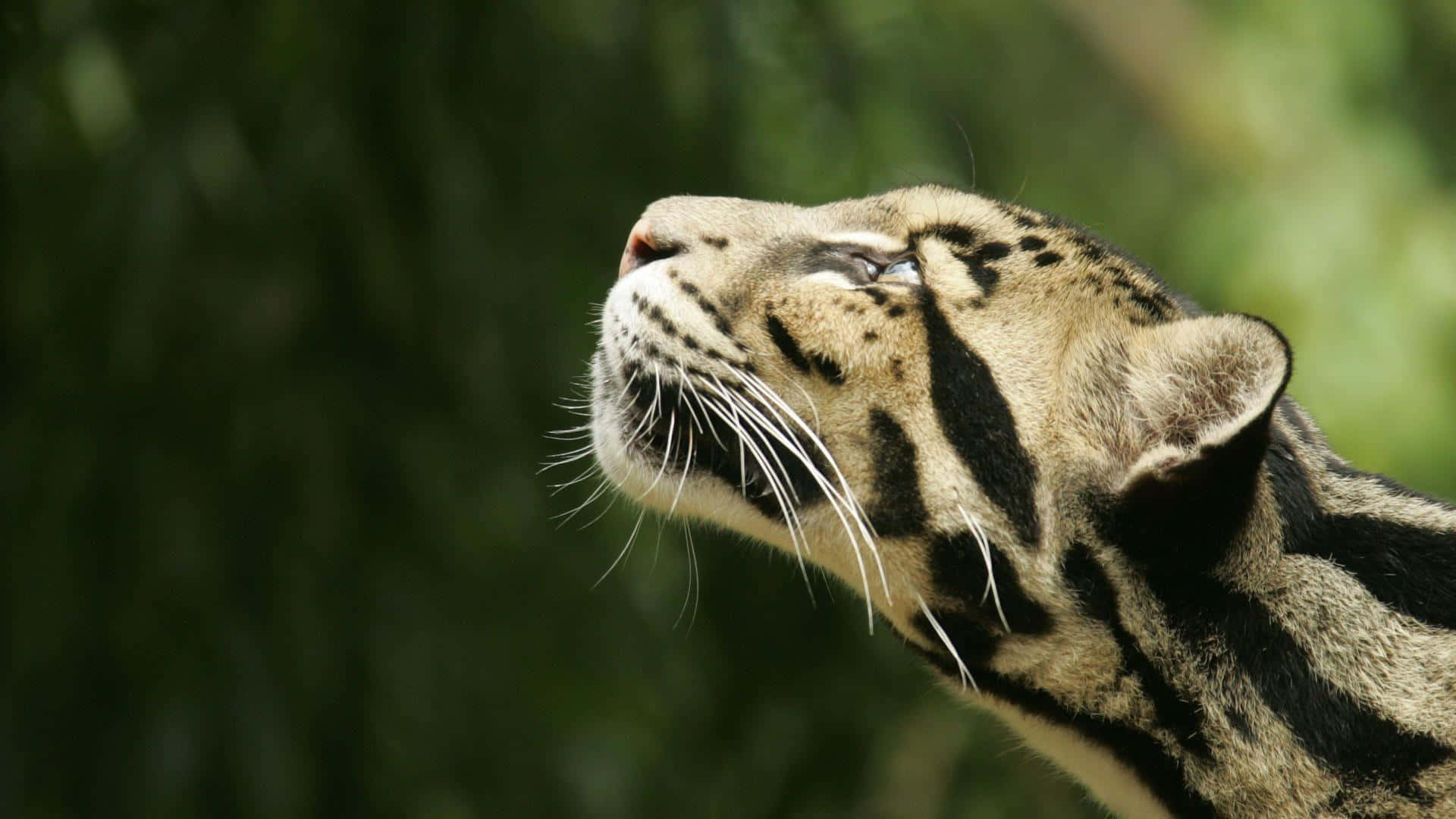 Captivating Encounter: Majestic Tiger In Natural Habitat Wallpaper