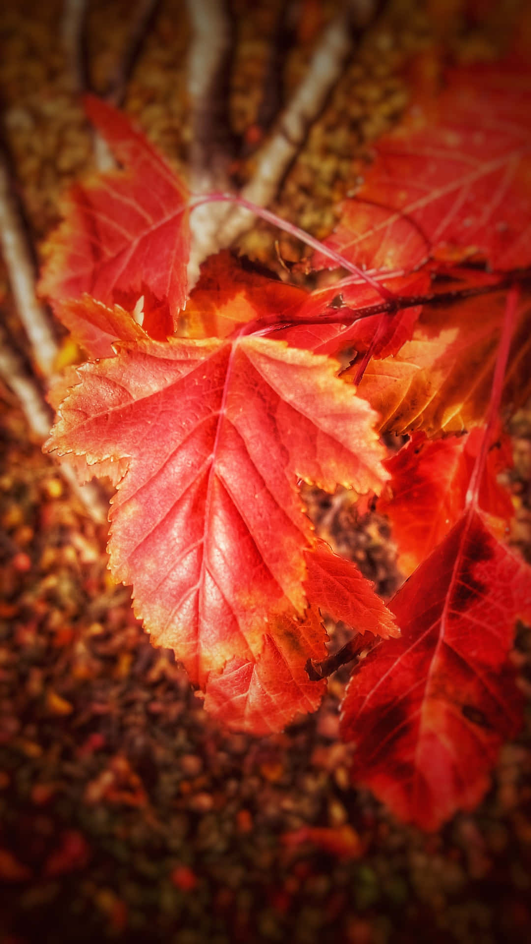 Captivating Fall Scenery