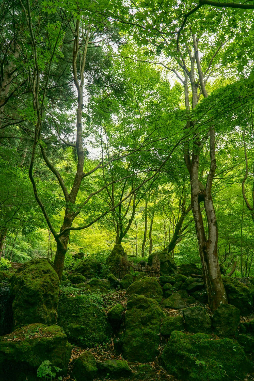 Captivating Forest Green Background