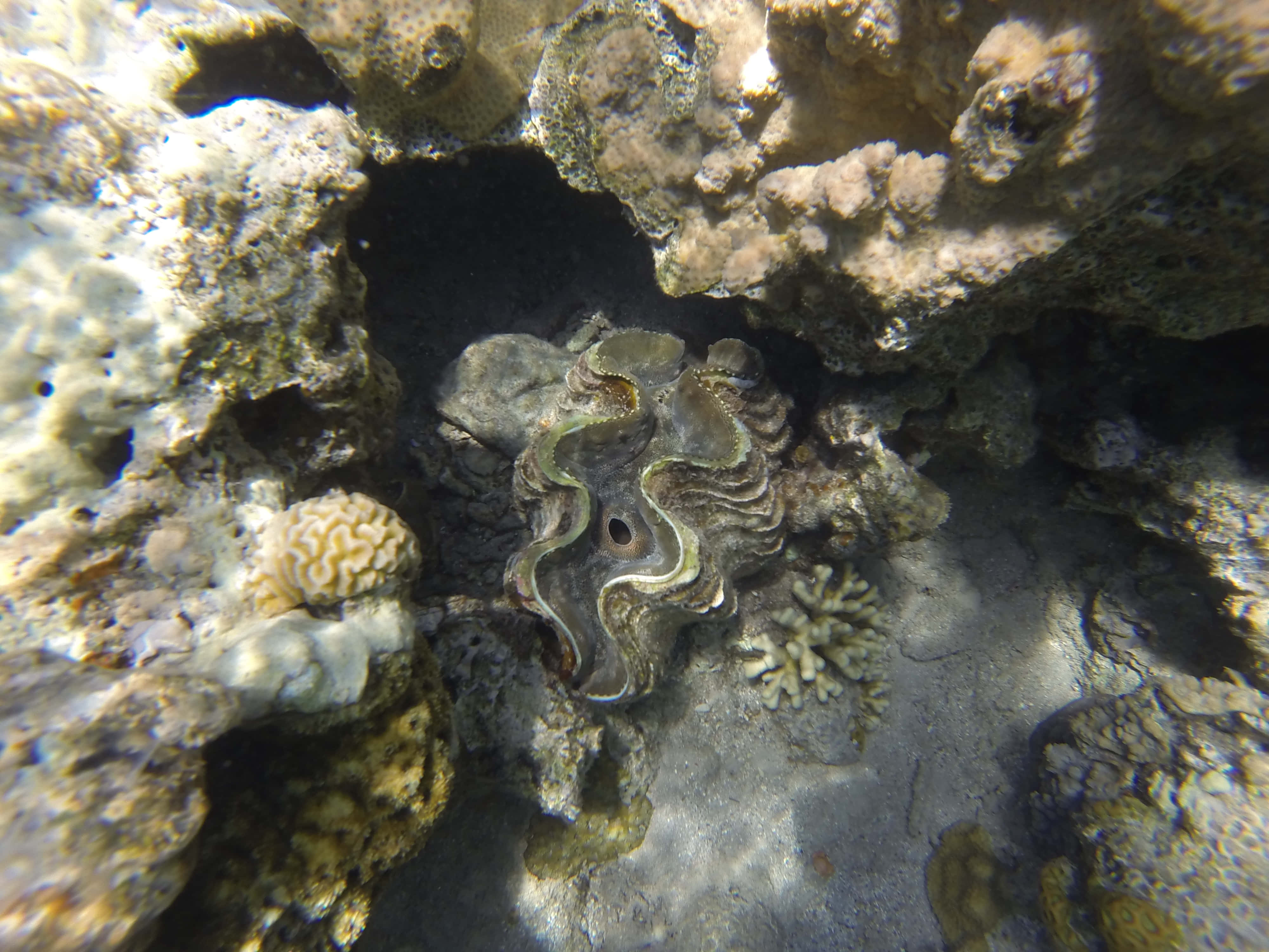 Captivating Giant Clam Underwater Wallpaper