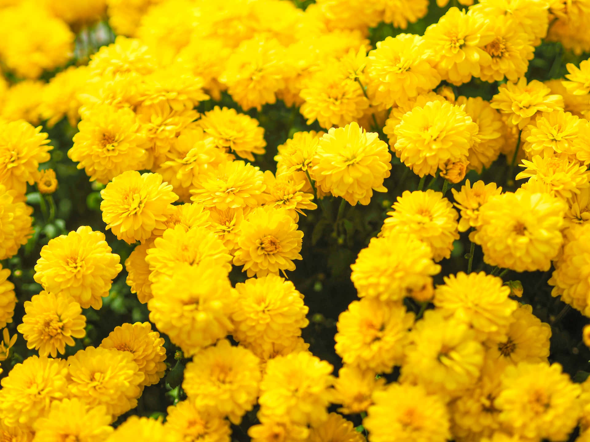 Captivating Golden Daisies: A Luminous Yellow Flower Background