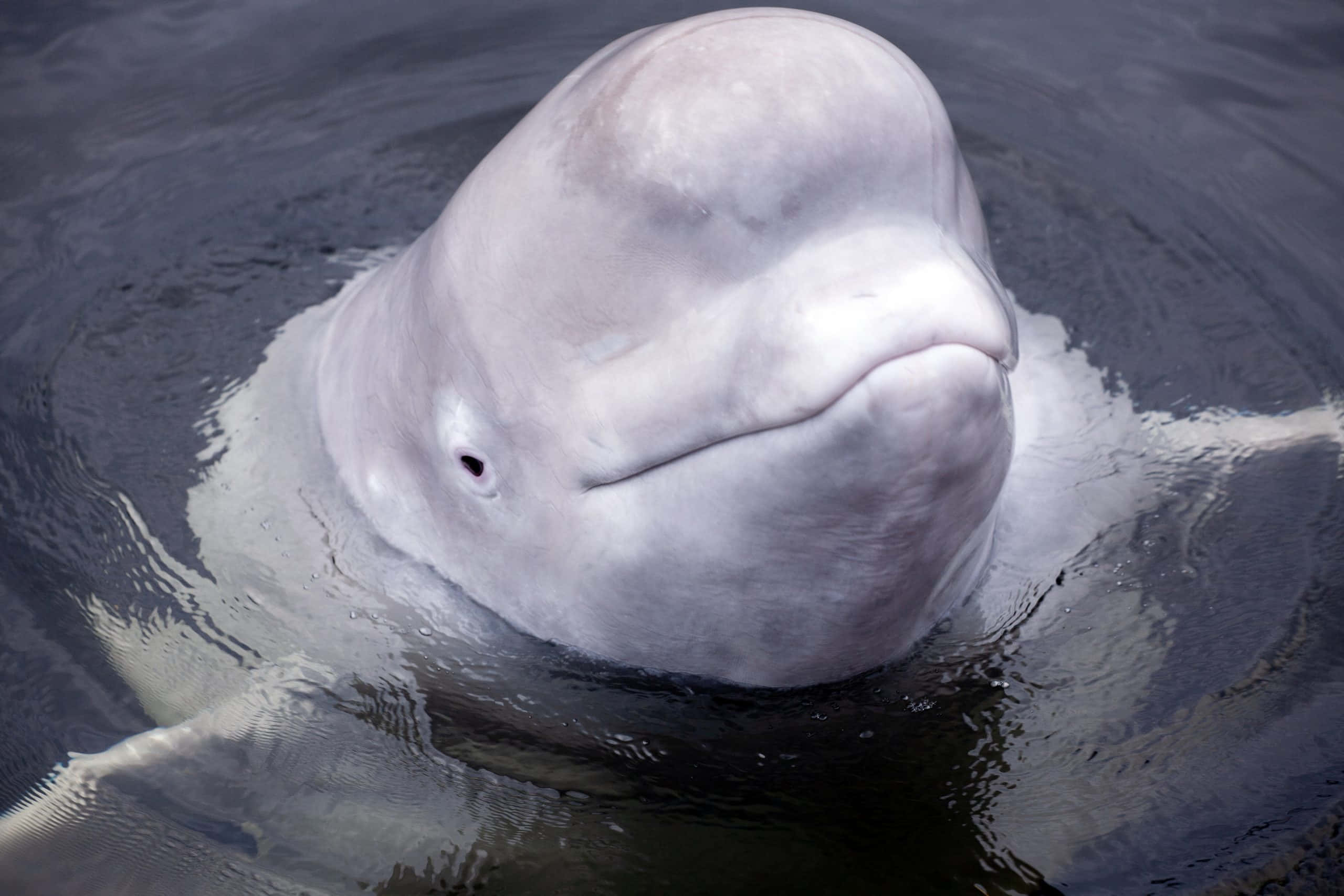 Captivating Grace: Magnificent Beluga Whale In The Deep Blue Ocean Wallpaper