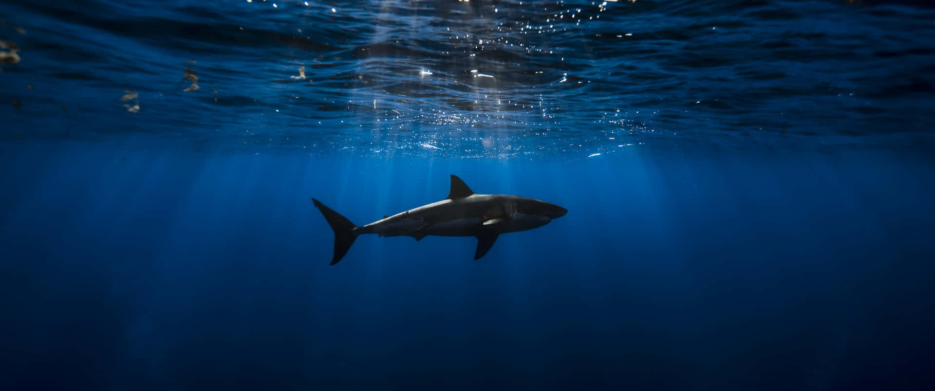Captivating Great White Shark