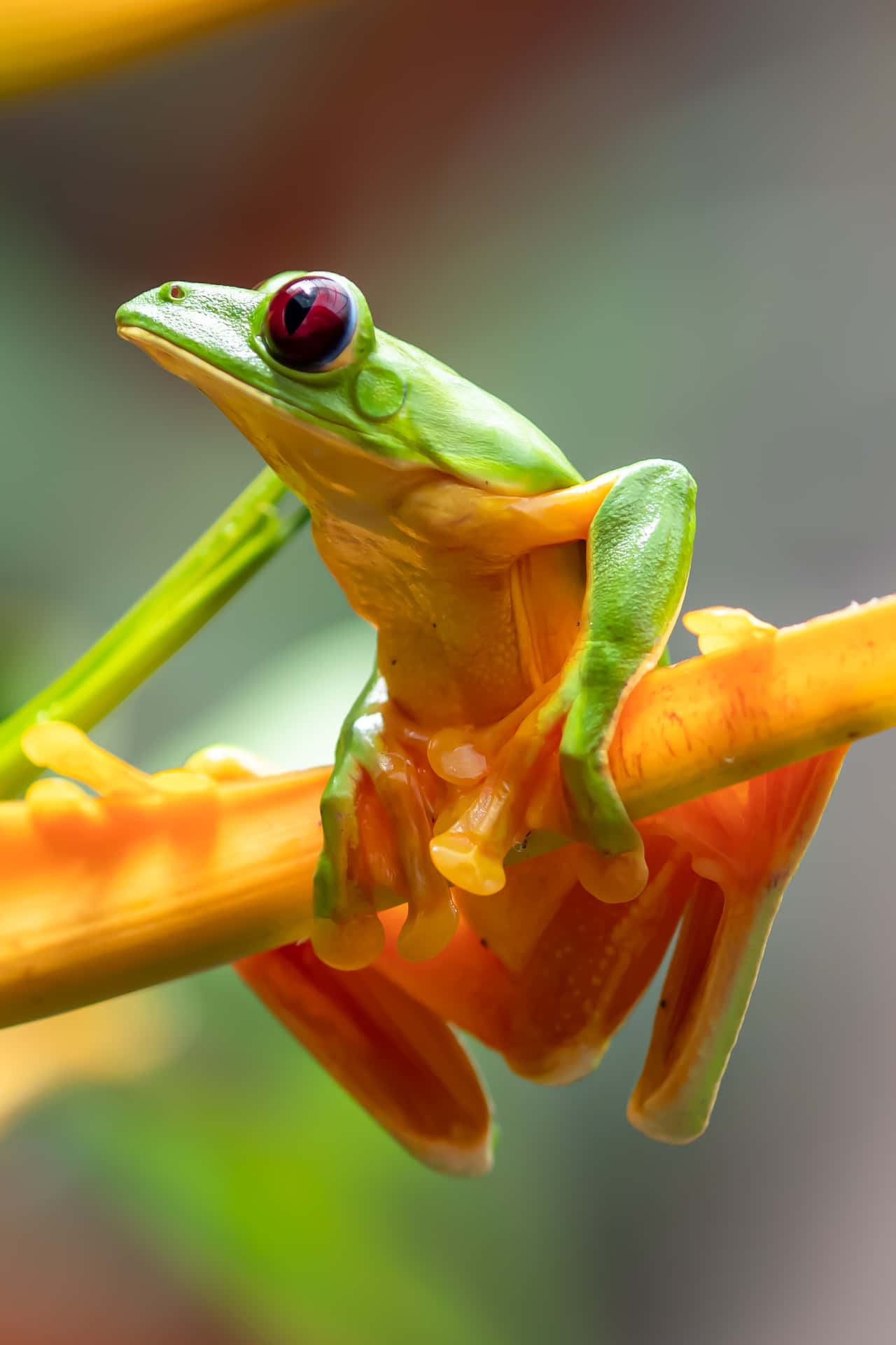 Captivating Green Frog On A Leaf