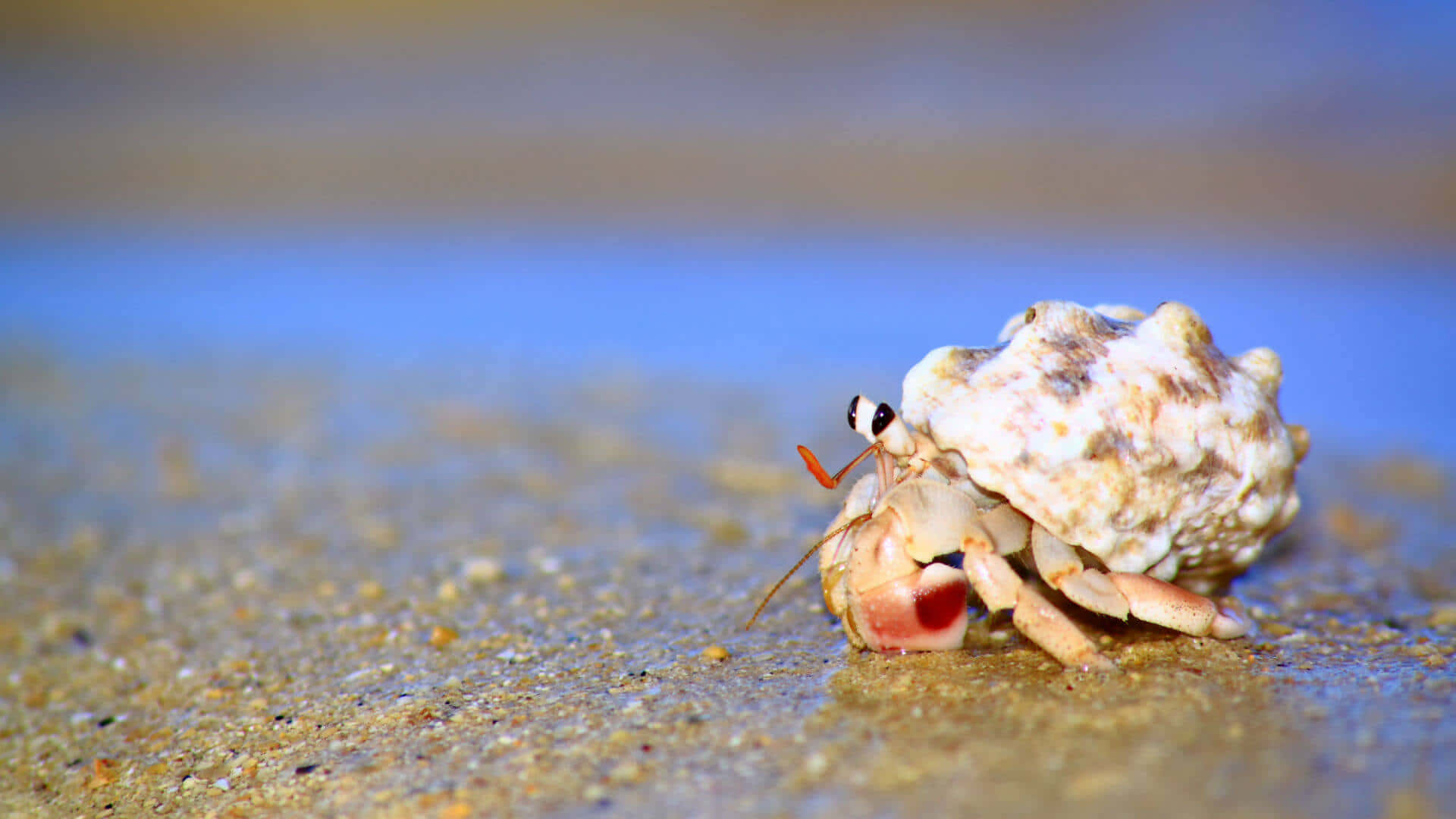 Captivating Hermit Crab Resting On Tropical Sandy Shore Wallpaper