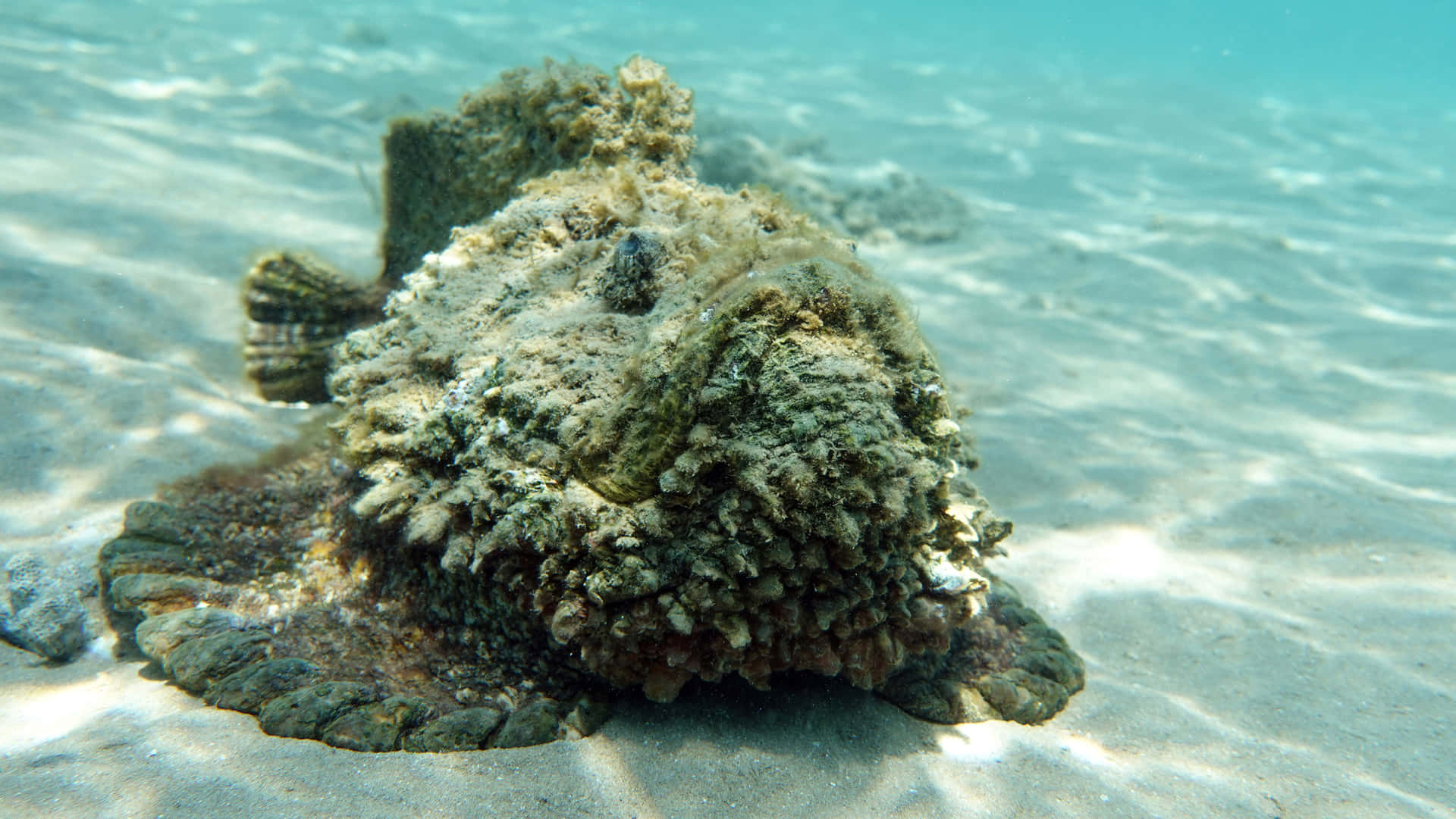 Captivating Image Of A Stonefish In Its Natural Habitat Wallpaper