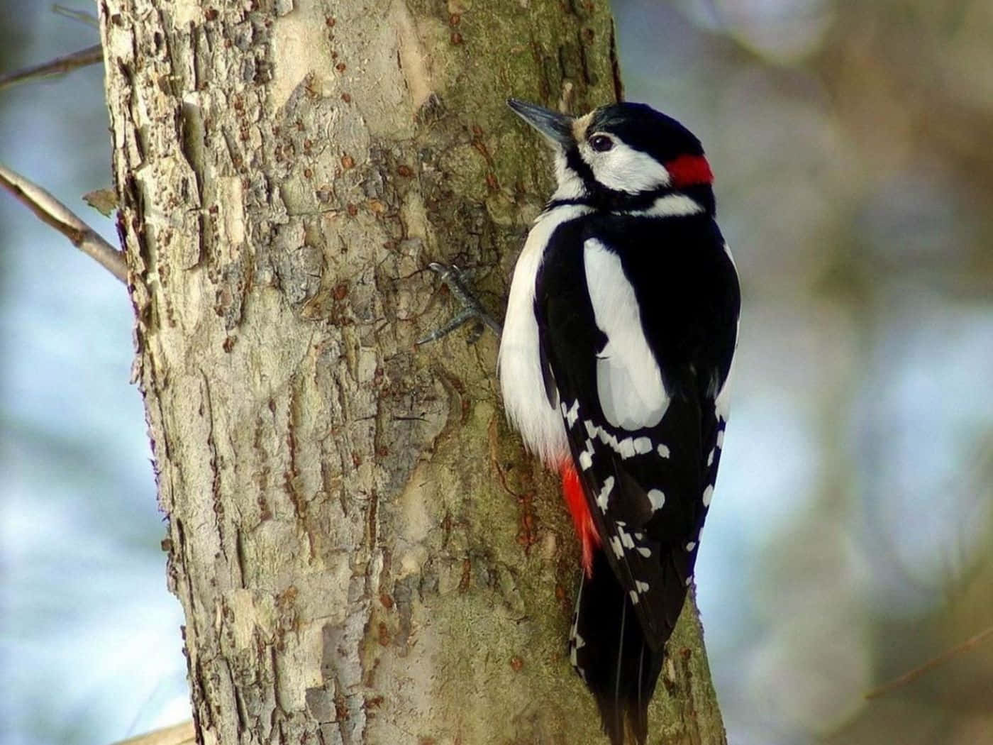 Captivating Image Of A Woodpecker On A Tree Wallpaper