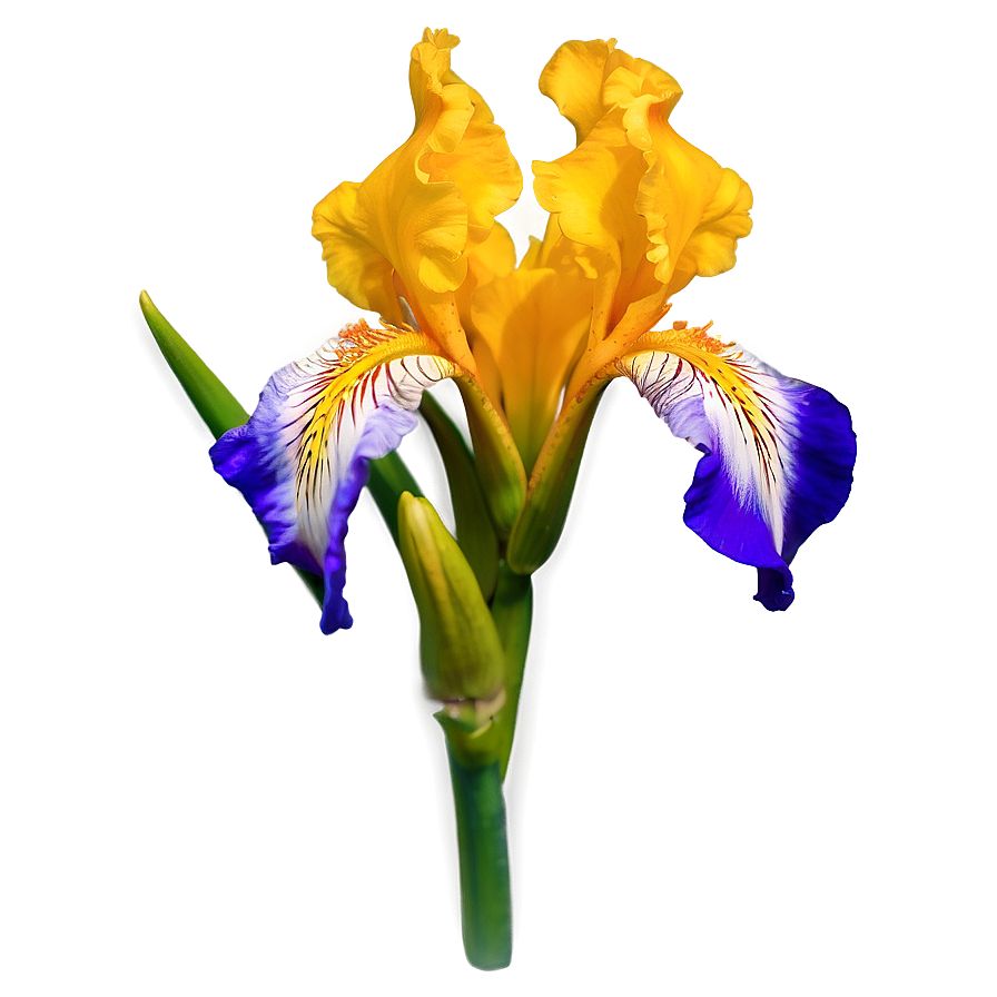 Captivating Iris Png 06252024 PNG