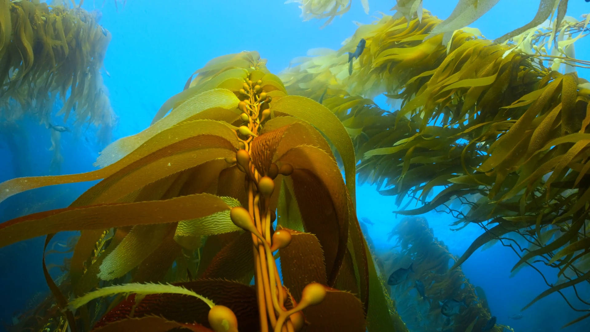 Plantascautivadoras De Algas Marinas Kelp Bajo El Agua. Fondo de pantalla