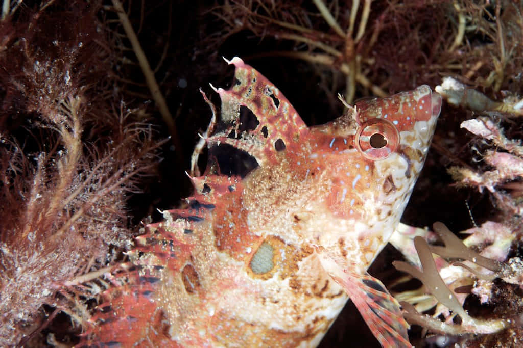 Captivating Kelpfish In Its Natural Habitat Wallpaper