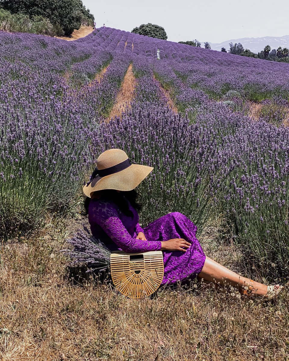 Captivating Lavender Fields In Full Bloom