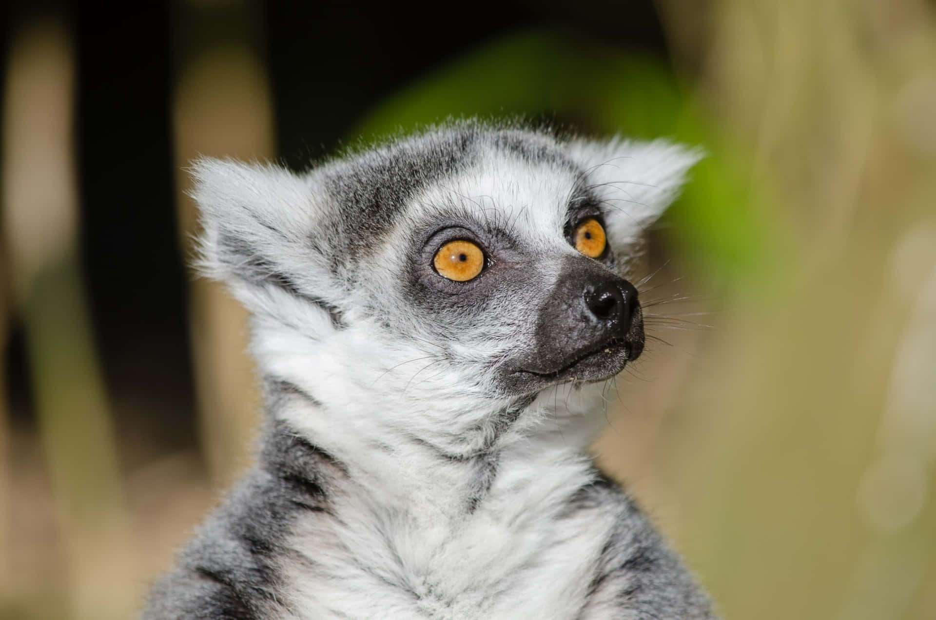 Captivating Lemur In Its Natural Habitat Wallpaper