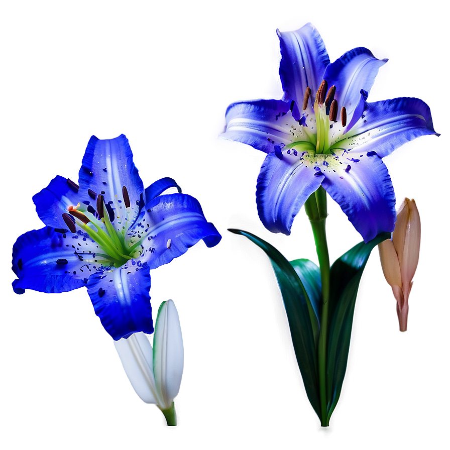 Captivating Lily Visual Png Rjo PNG