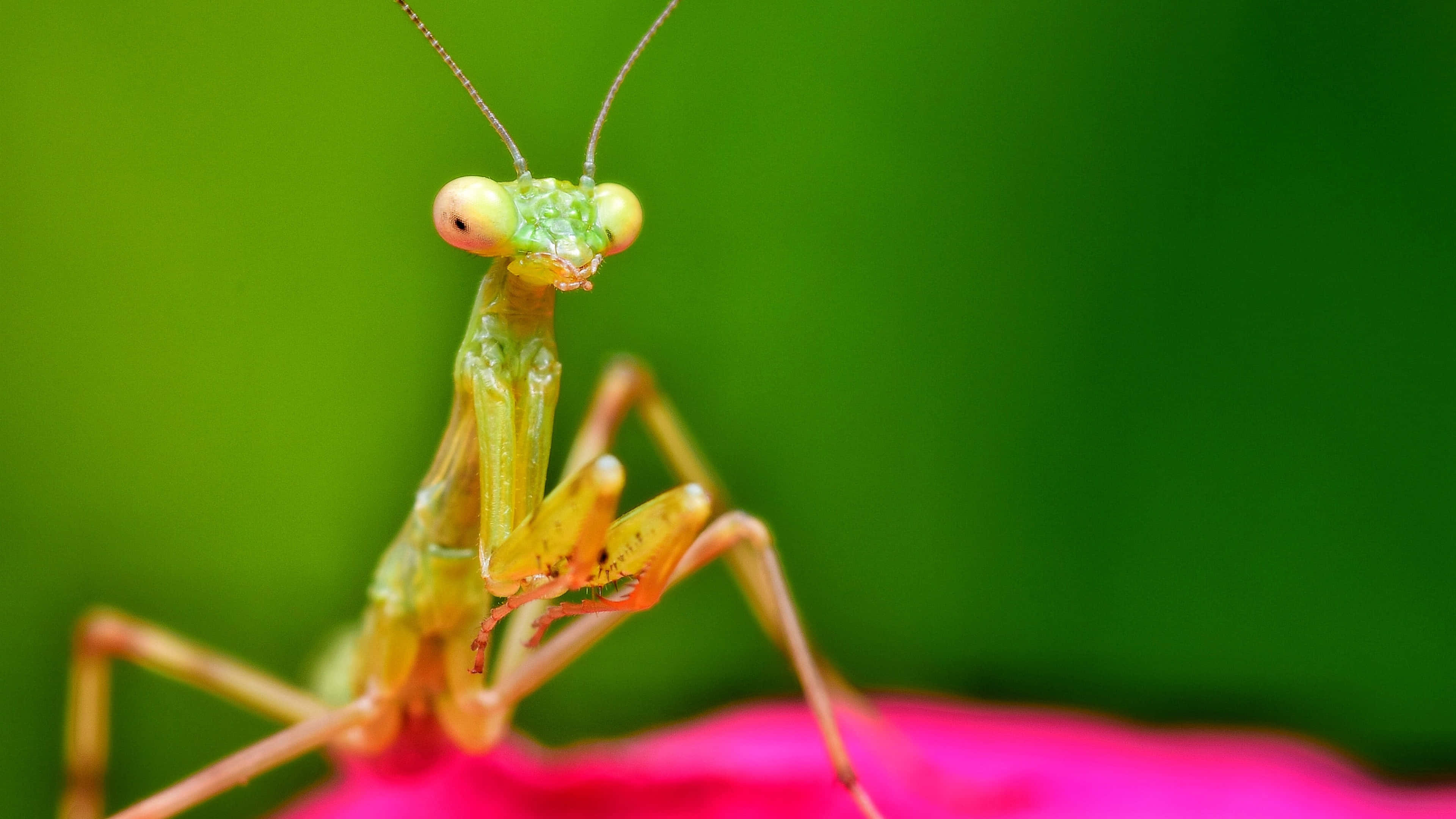 Captivating Macro Shot Of A Vibrant Insect In 4k Resolution Wallpaper