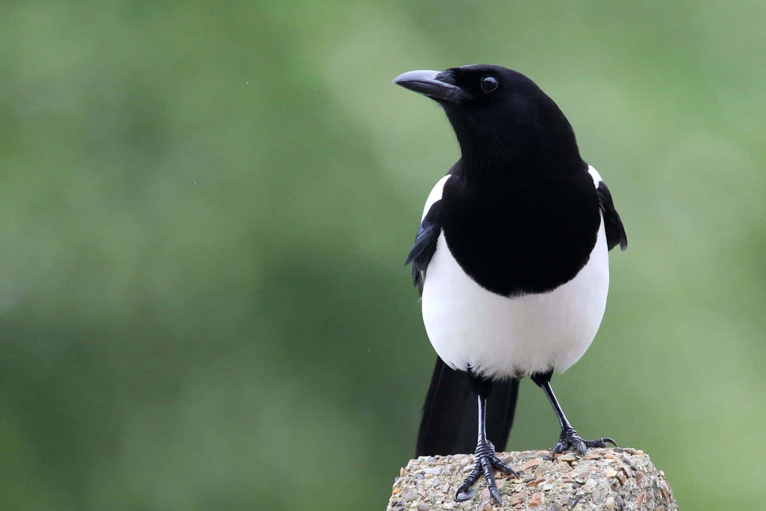 Captivating Magpie On A Winter Branch Wallpaper