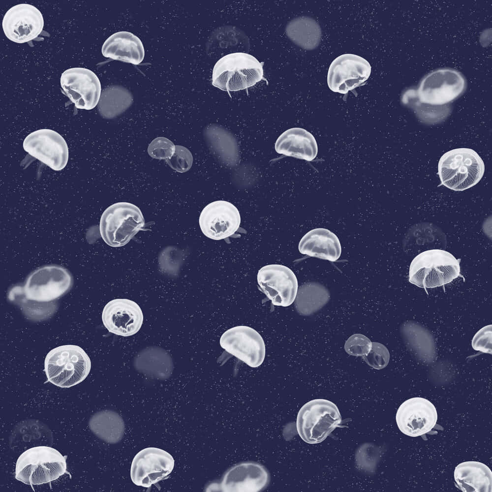 Captivating Moon Jellyfish In The Deep Blue Sea Wallpaper