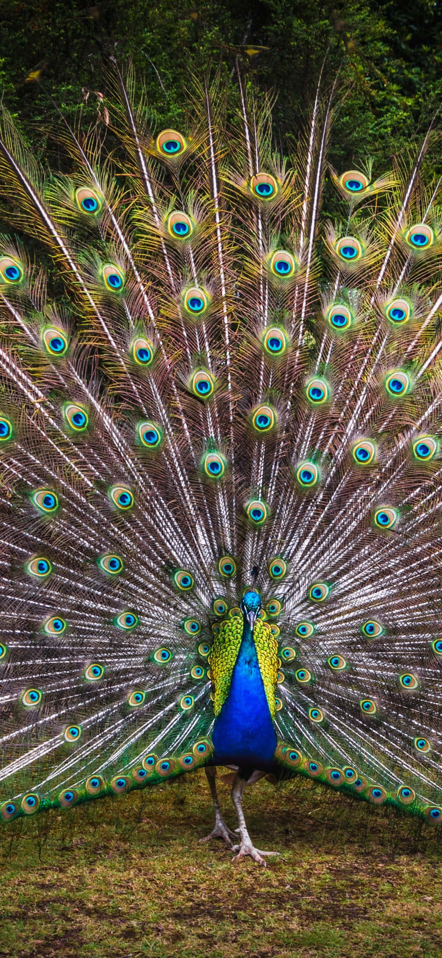 Captivating Peacock Preening In Paradise